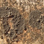 Verrucaria epimaura