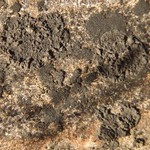 Verrucaria epimaura