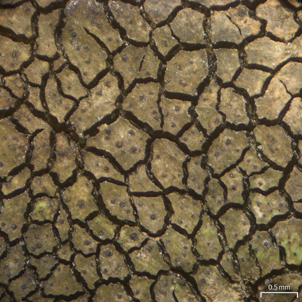 Verrucaria fayettensis