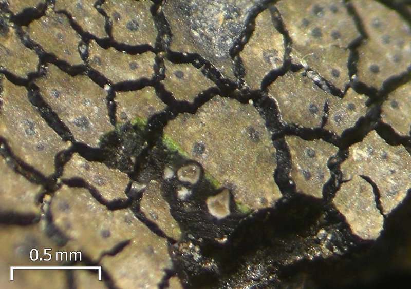 Verrucaria fayettensis