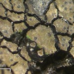 Verrucaria fayettensis