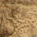 Verrucaria funckii