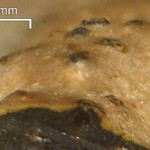 Verrucaria funckii