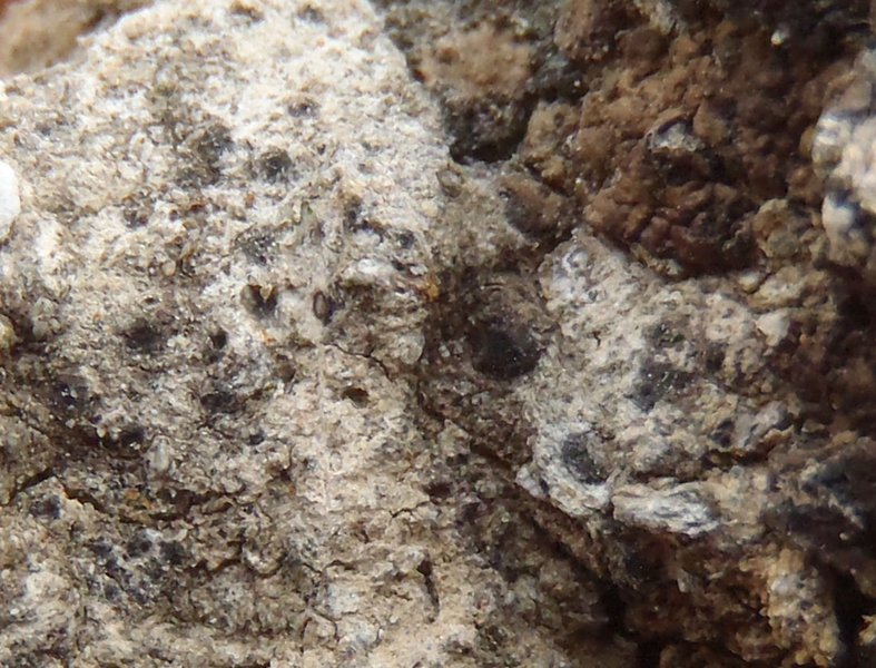 Verrucaria geophila