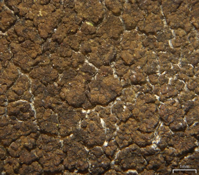 Verrucaria glaucovirens