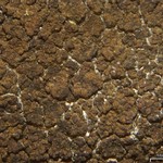 Verrucaria glaucovirens