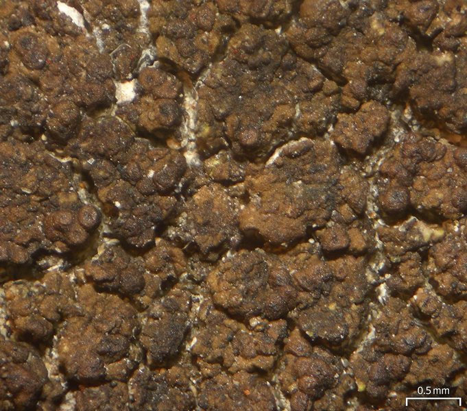 Verrucaria glaucovirens