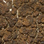 Verrucaria glaucovirens