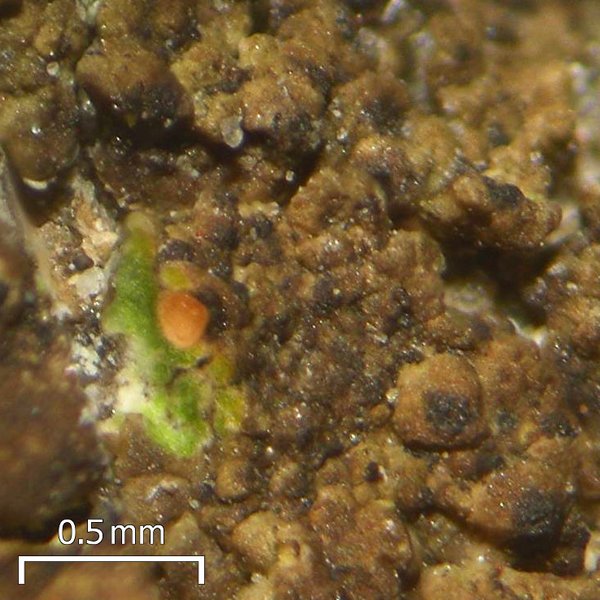 Verrucaria glaucovirens