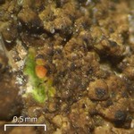 Verrucaria glaucovirens