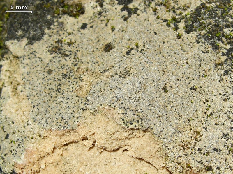Verrucaria hochstetteri