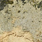 Verrucaria hochstetteri