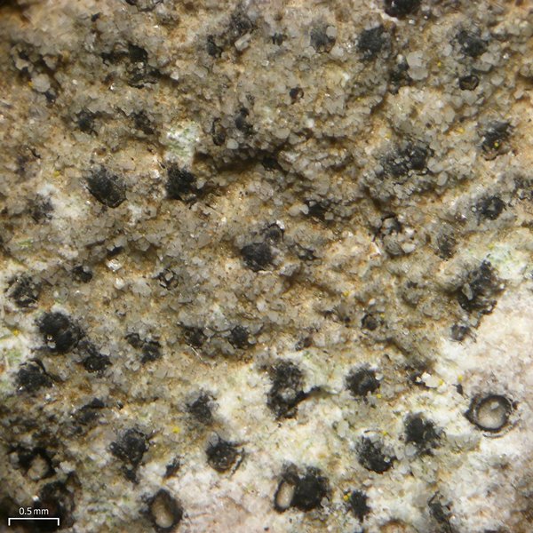 Verrucaria hochstetteri