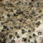 Verrucaria hochstetteri