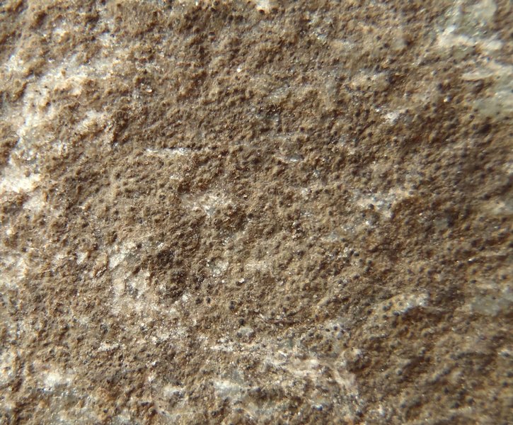 Verrucaria hydrela