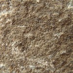 Verrucaria hydrela