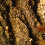 Verrucaria litorea