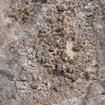 Verrucaria lobata