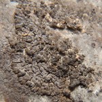 Verrucaria lobata