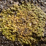 Verrucaria lobata