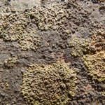 Verrucaria lobata