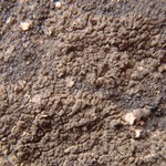 Verrucaria lobata