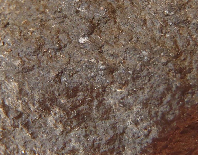 Verrucaria margacea