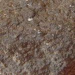 Verrucaria margacea