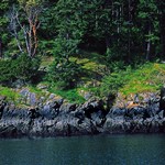 Verrucaria maura