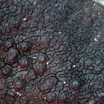 Verrucaria maura