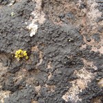Verrucaria maura