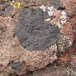 Verrucaria maura