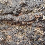 Verrucaria maura