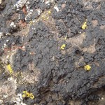 Verrucaria maura