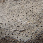 Verrucaria mimicrans