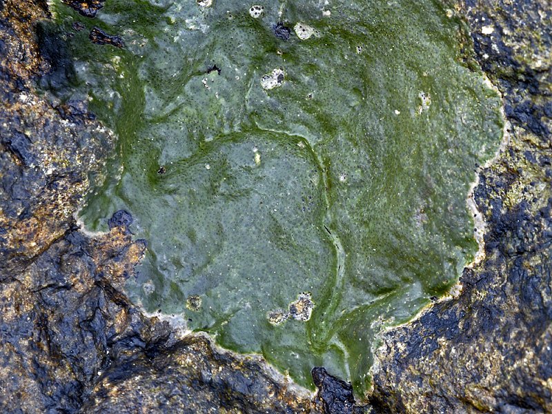Wahlenbergiella mucosa