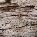 Verrucaria muralis