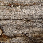 Verrucaria muralis