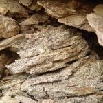 Verrucaria muralis