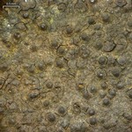 Verrucaria nigrescens
