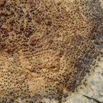 Verrucaria scabra