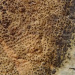 Verrucaria scabra