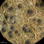 Verrucaria viridula