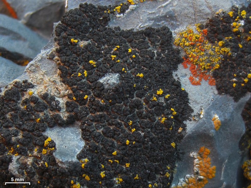 Verrucaria zamenhofiana