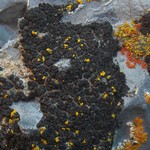 Verrucaria zamenhofiana