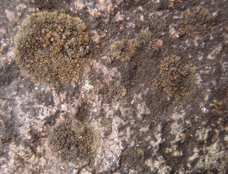 Vestergrenopsis elaeina