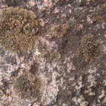 Vestergrenopsis elaeina