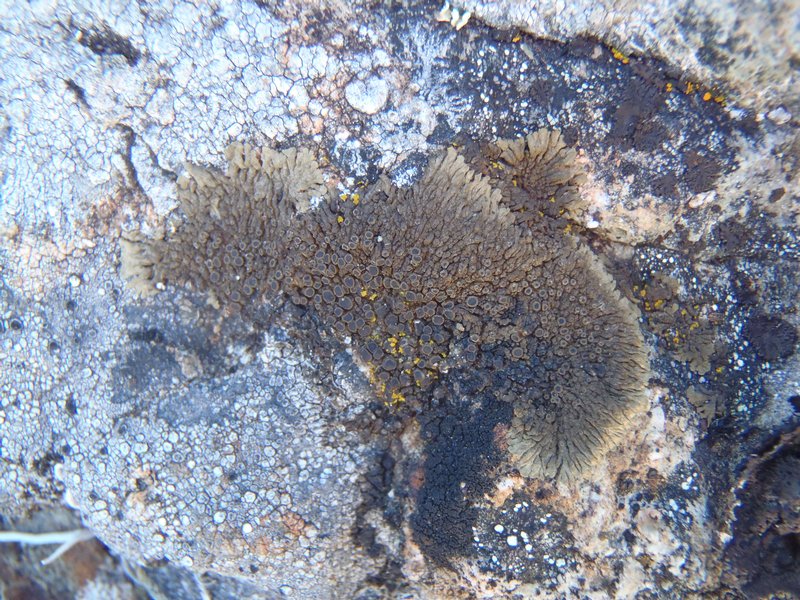 Vestergrenopsis elaeina