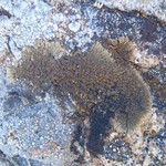 Vestergrenopsis elaeina