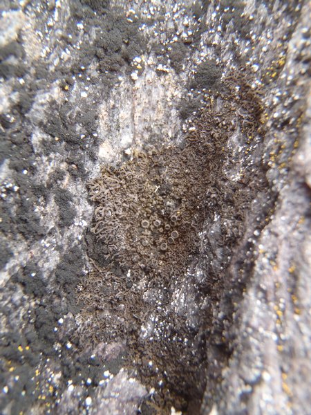 Vestergrenopsis elaeina